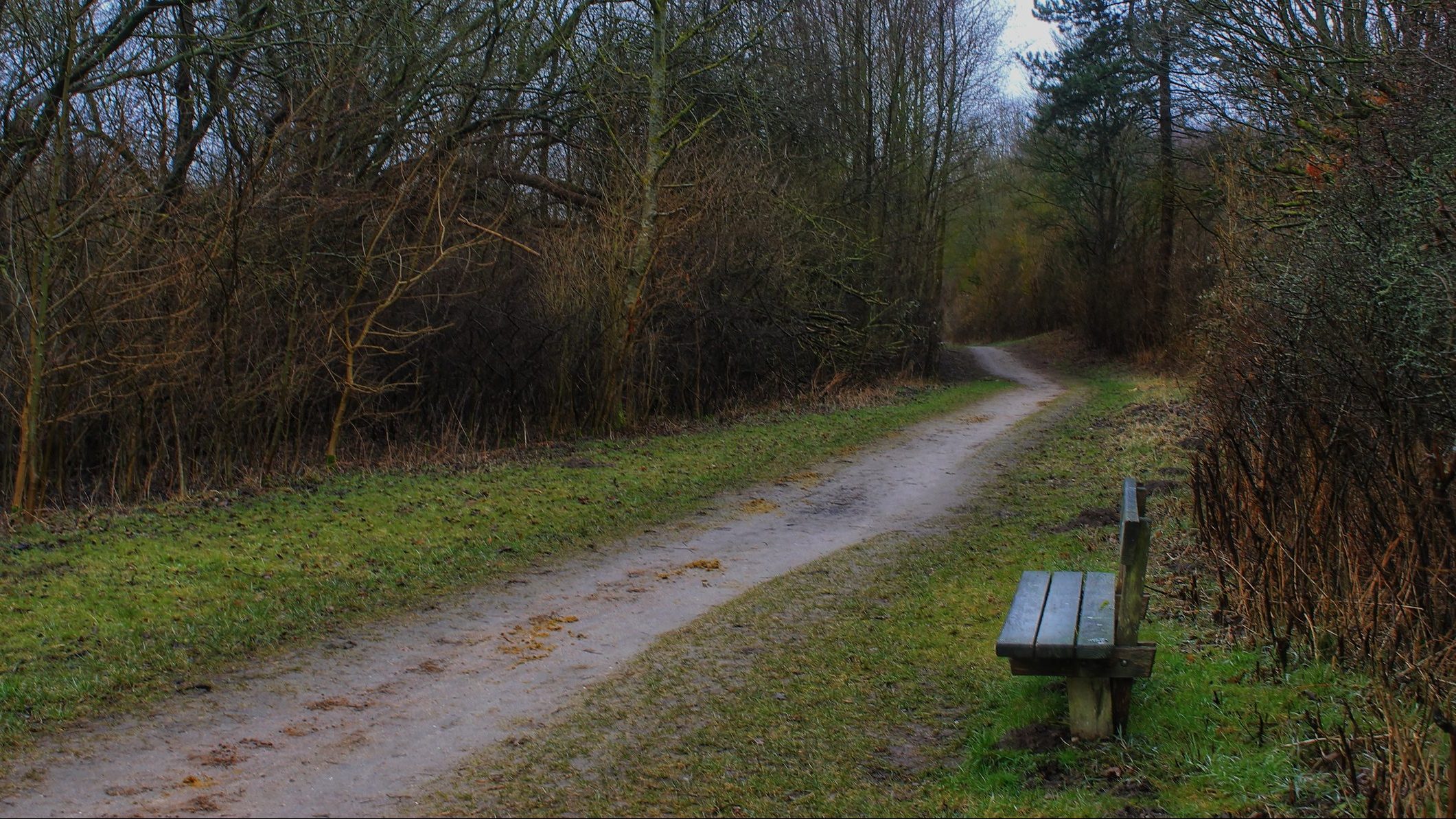 A bench by the forest path