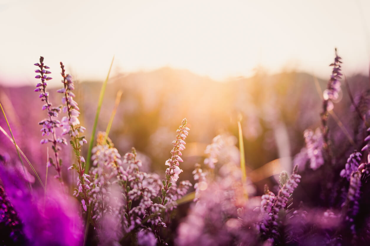 Rosemary field